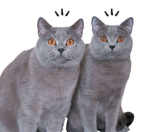 寄り添う猫
