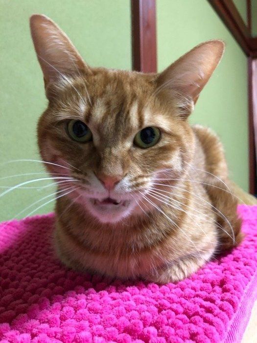 香箱座りする猫