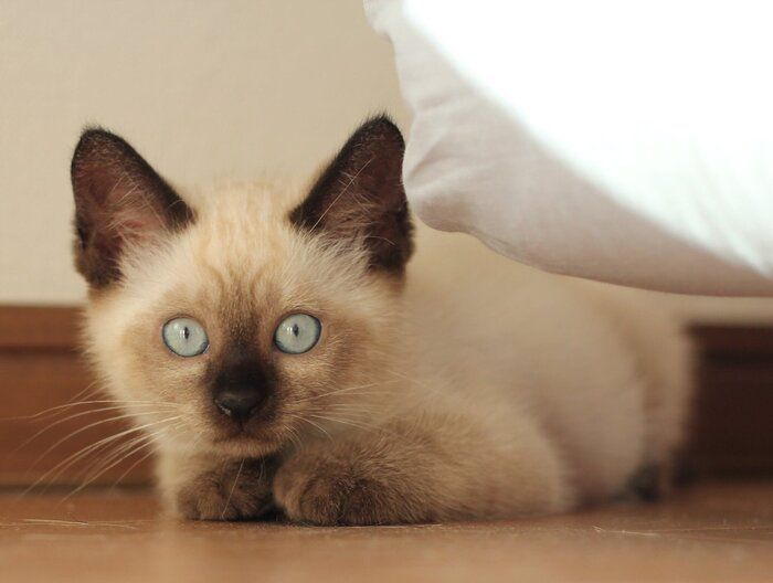 生後2カ月半のルシウスくん