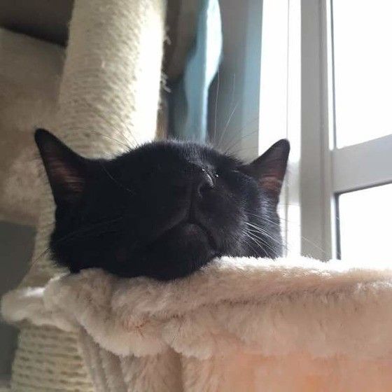 夏と黒い猫