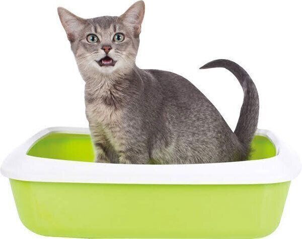 トイレに入る猫