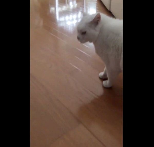 猫のしーちゃん