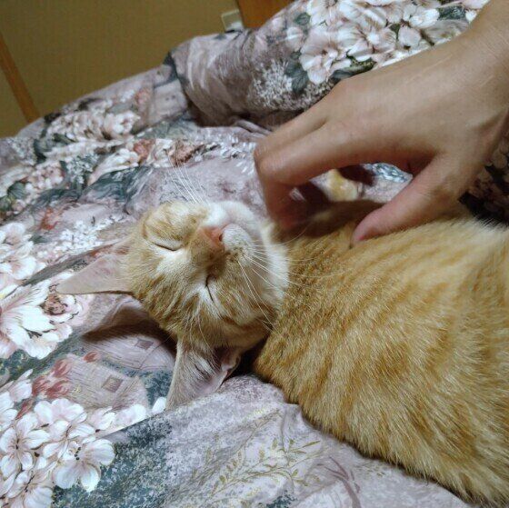 喉を撫でられてうっとりしている、茶トラのはなこちゃん