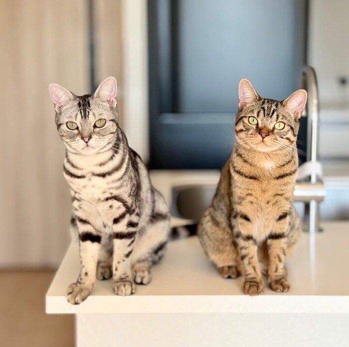 2匹のアメリカンショートヘア