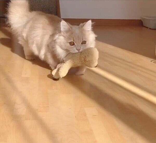 ぬいぐるみを咥えて運ぶにこちゃん