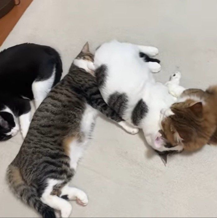 みんな仲良し