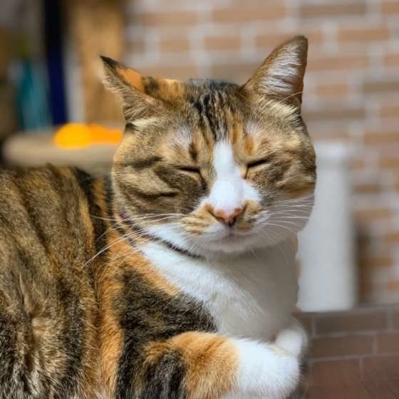 目を瞑る猫