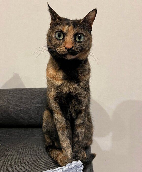 4才になったきぬちゃん