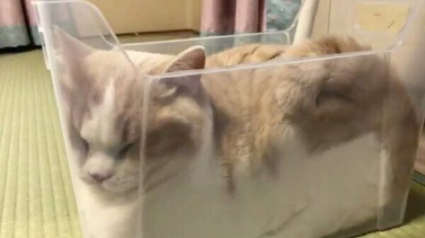 箱の中でとろけるてんぷらちゃん