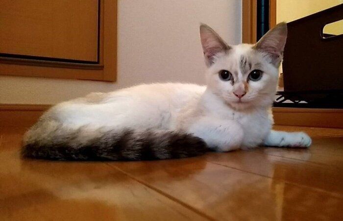 くつろいでいる子猫