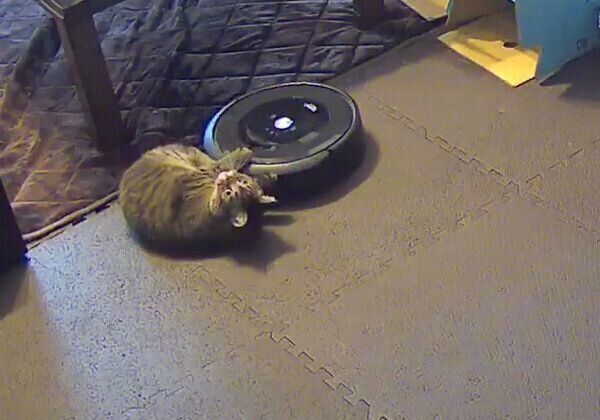 ルンバの動きを止めたジルちゃん
