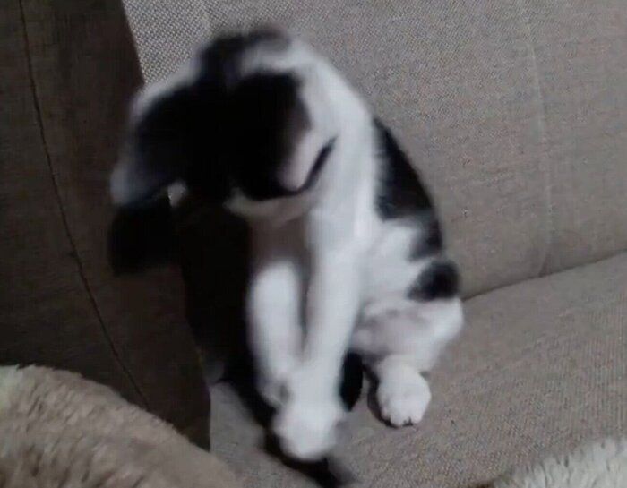 生後1カ月半のころのロクくん