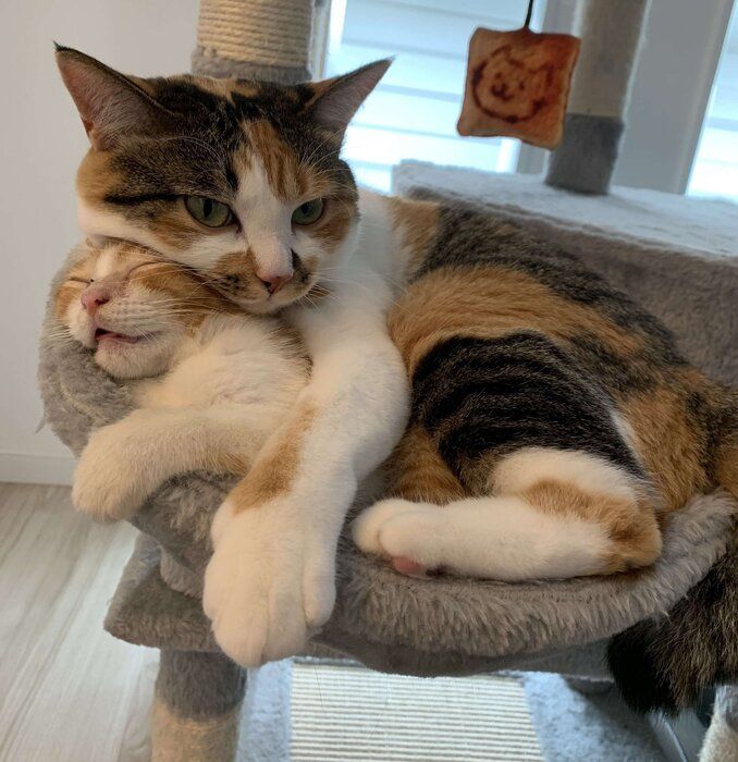 (写真上から)先住猫・コムギちゃん、卍丸くん。卍丸くんを迎えたばかりのころの仲睦まじい様子。