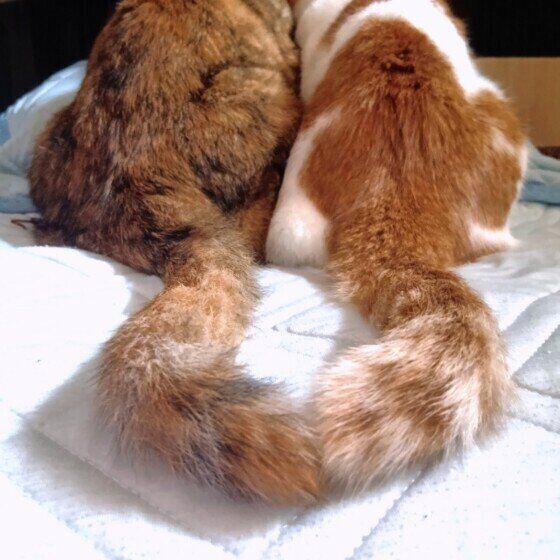 MIXサビのサクラちゃんと同居猫ちゃん
