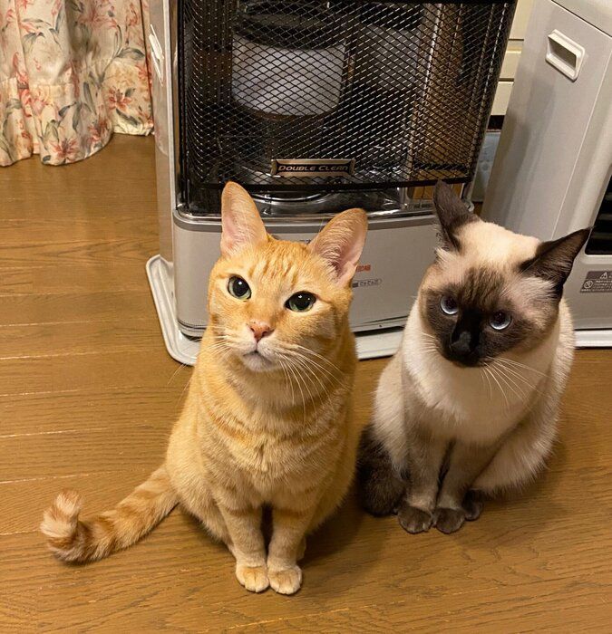 ストーブをつけてくださいと訴える猫たち
