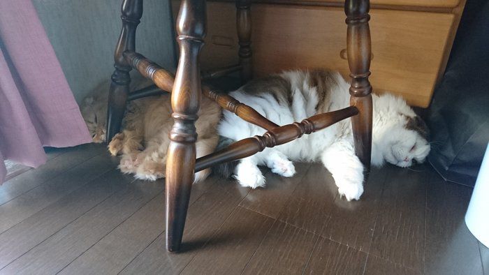 もふもふスコタン 写真