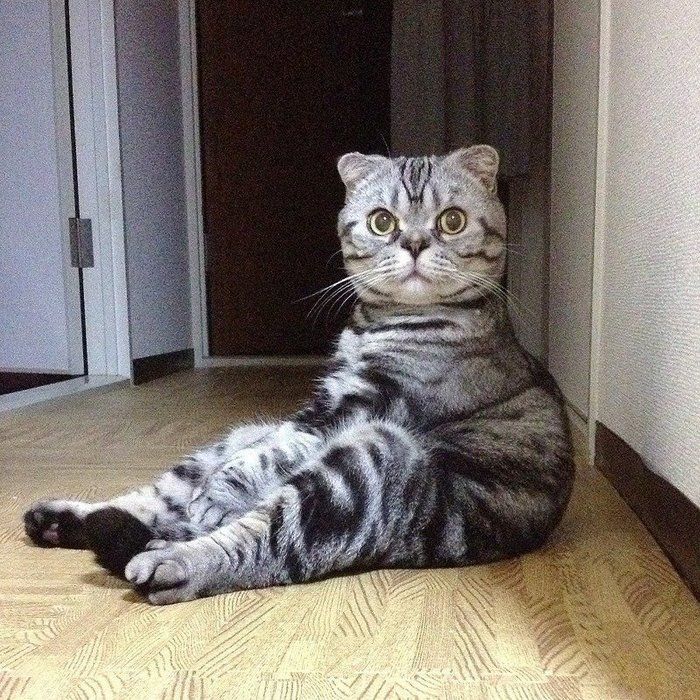 @tacos_cat