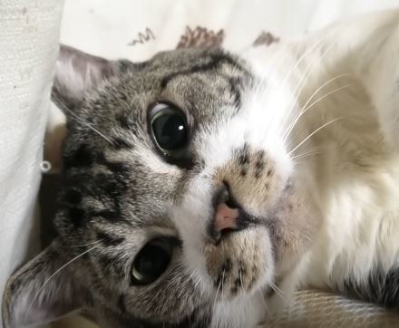 ねこ リキちゃん