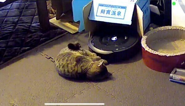 ルンバの動きを止めたジルちゃん