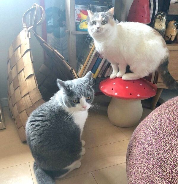 キノコの周りに集まるドラ千代くんとねね子ちゃん