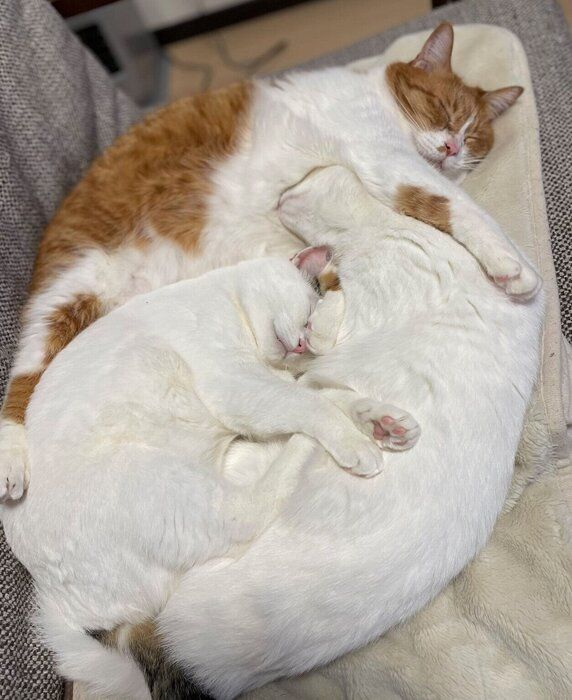 くっついて眠るむぎくんたち