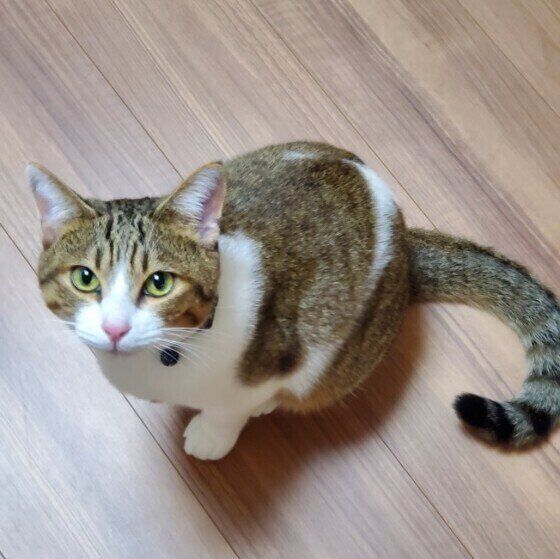 見つめるMix猫