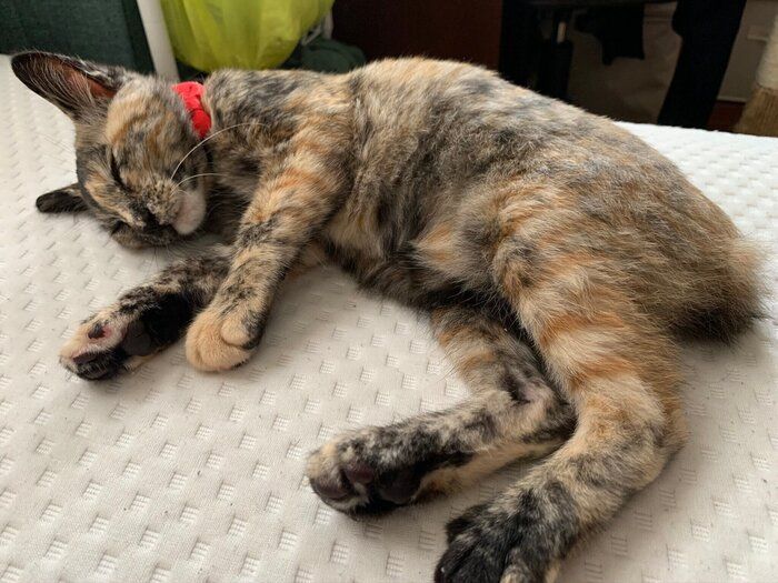 子猫時代の冨来ちゃん