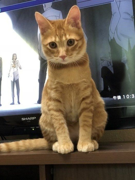 茶トラの猫