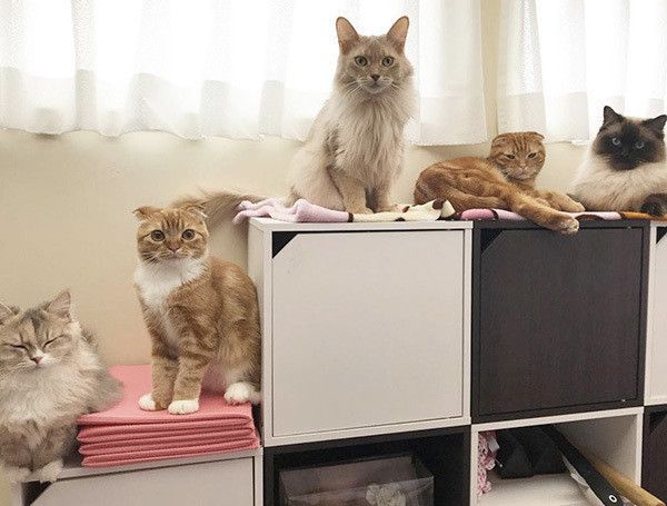 見つめる猫