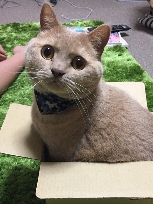 ねこのきもち投稿写真ギャラリー