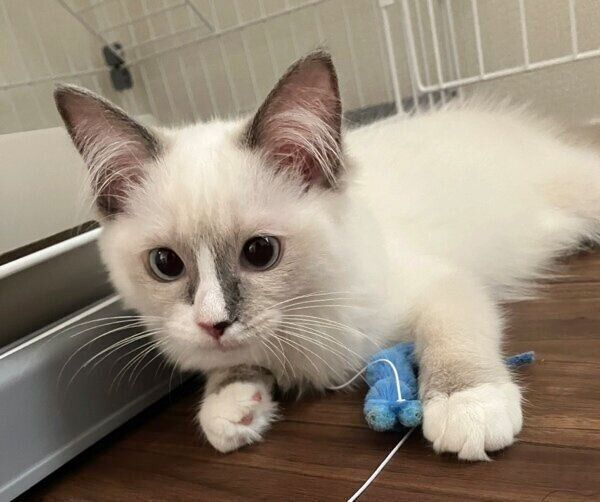 やんちゃで遊び盛りのましろちゃん