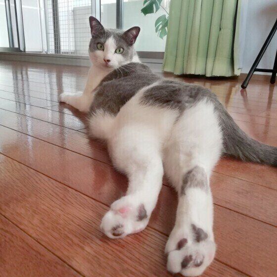 おしりを見せる猫