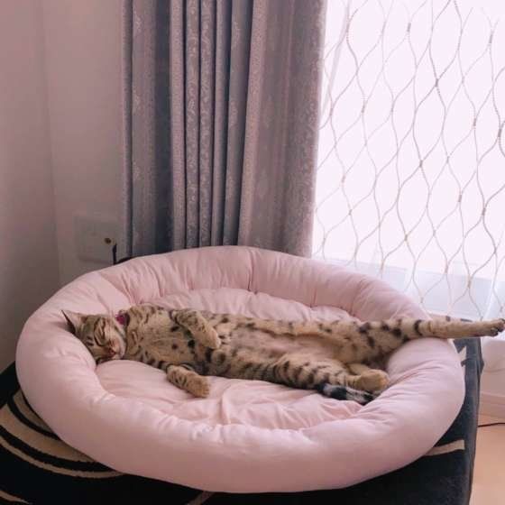 ピンクの猫ベッドでねる梅ちゃん
