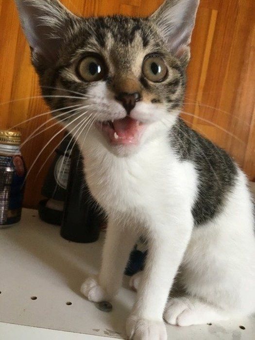 鳴く猫