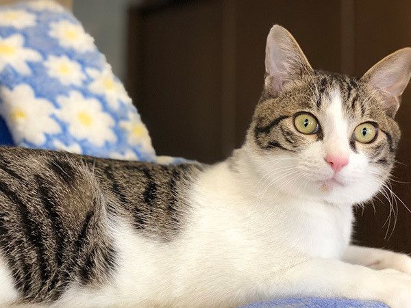 見つめる猫