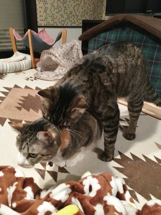 画像/2018年4月号「春は猫もソワソワ、ワクワク。猫の恋劇場」