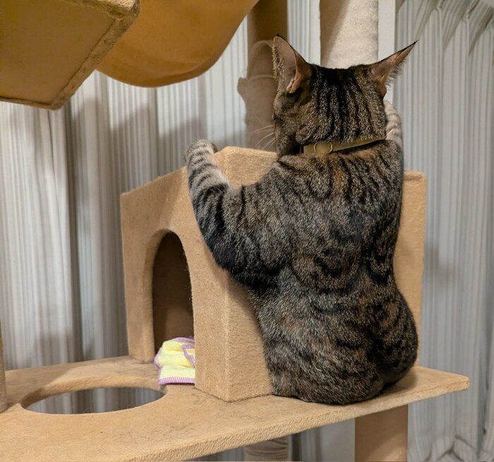 キャットタワーに座るたまちゃん　こちらも独特な座り方と話題