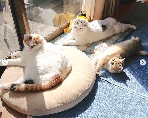 日向ぼっこするライくん、いとさん、カイくん
