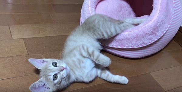 眠る猫
