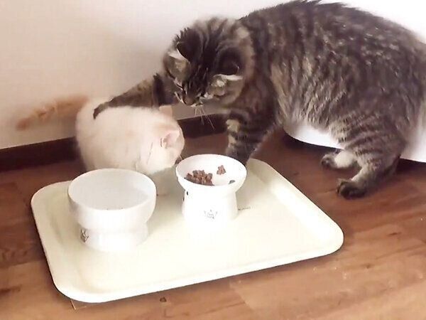 チロルくんのごはんを食べてしまうアポロくん