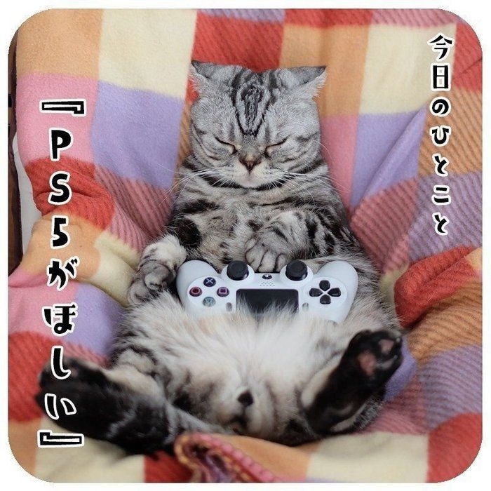 @tacos_cat