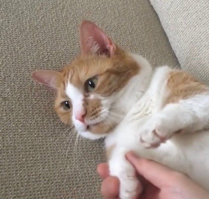 きなこちゃん