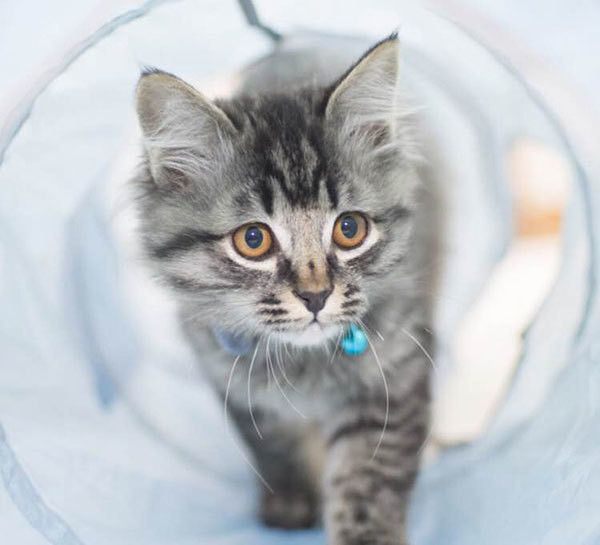 歩く猫