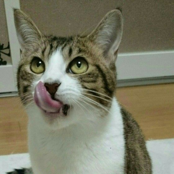 口をなめるキジトラ