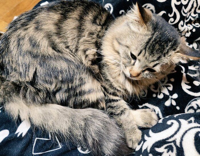 くつろいでいる猫