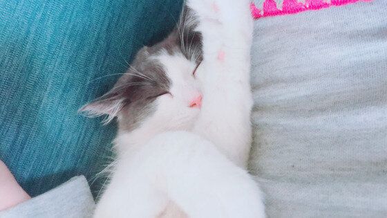 飼い主さんの膝で眠るラパーマ