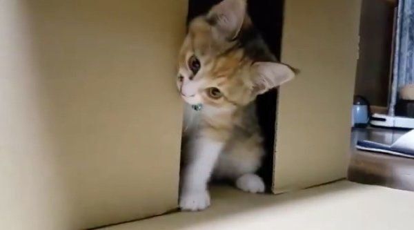 ダンボールで遊ぶうみちゃん