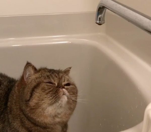 お風呂場が大好きな猫