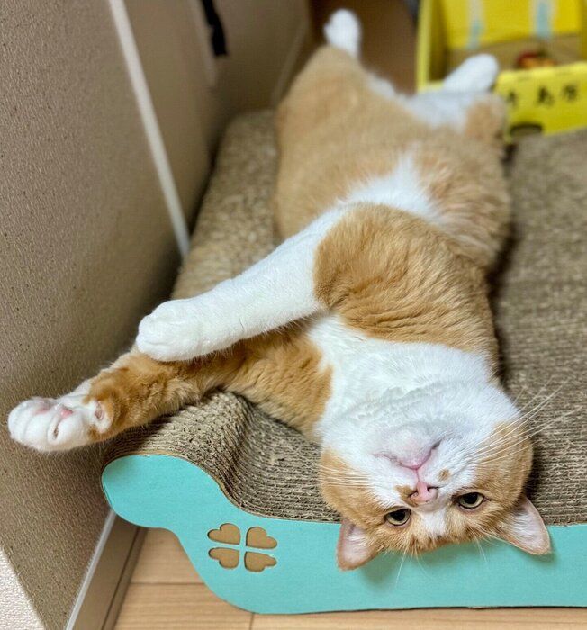 9才になったさんてくん