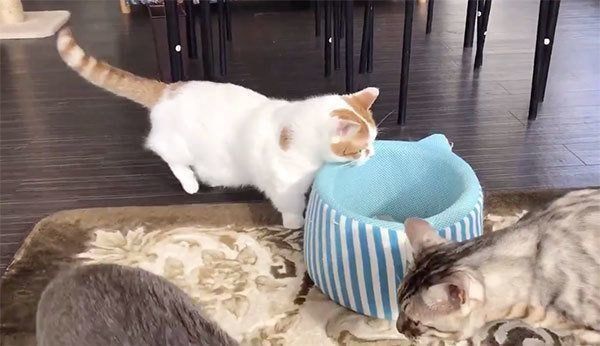 猫ベッドに前足をかけるチロルくん